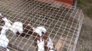 Ярмарка голубей г.Кореновск 14.05.2023г. 1часть