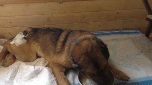 собака спинальник, собака сломала позвоночник, сотрясение мозга