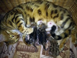 Доллар, Денежка и Дебиторка.mp4