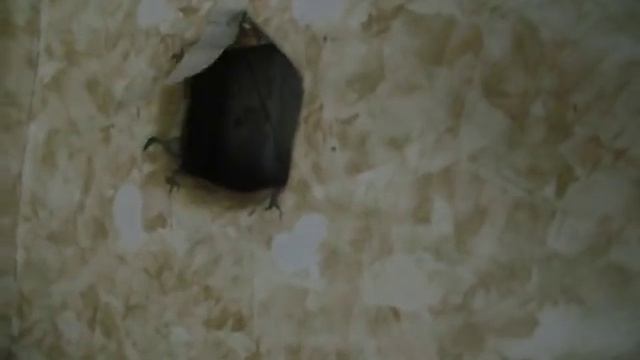 3 06 11 20 39 Идет воздух из вентиляции на к кухне смотреть онлайн