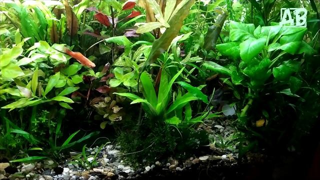 НЕПРИХОТЛИВЫЕ АКВАРИУМНЫЕ РАСТЕНИЯ КОТОРЫЕ РАСТУТ В МОИХ АКВАСАХ!