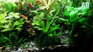НЕПРИХОТЛИВЫЕ АКВАРИУМНЫЕ РАСТЕНИЯ КОТОРЫЕ РАСТУТ В МОИХ АКВАСАХ!
