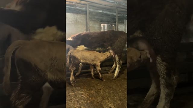 Как приучить корову к чужому теленку смотреть онлайн