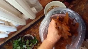 ?Эксперимент с субстратом для выращивания грибов "Вешанки" Сырьё: листья, струшка, сух.трава.1 част