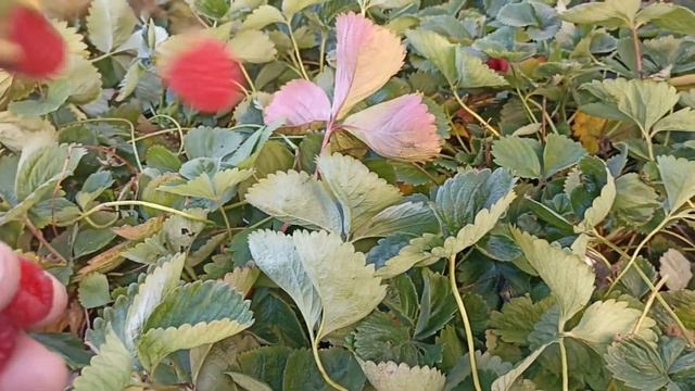 Малина Маргарита супер сорт последнее видео в этом сезоне смотреть онлайн