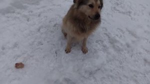 Спасаем собак от голодной смерти!Собака друг человека!