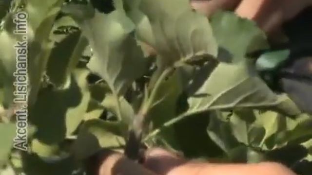 Сам себе агроном - Секреты урожайного сада смотреть онлайн