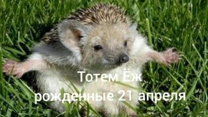 Тотем Ёж рождённые 21 апреля