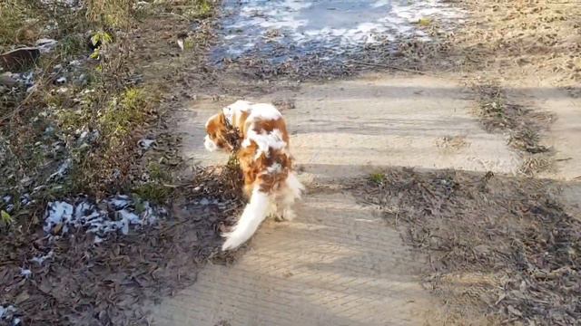 Навстречу приключениям) Cavalier King Charles Spaniel🥰 смотреть онлайн