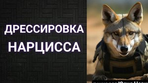 Дрессировка нарцисса