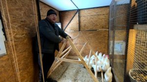 Насест для кур не так уж прост!