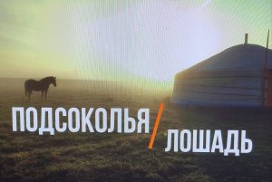 Азбука соколиной охоты #7. Подсоколья лошадь, часть I. Свободная лошадь. Счастливая лошадь.