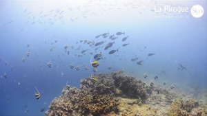 La Pirogue Resort & Spa, Mauritius - Overview