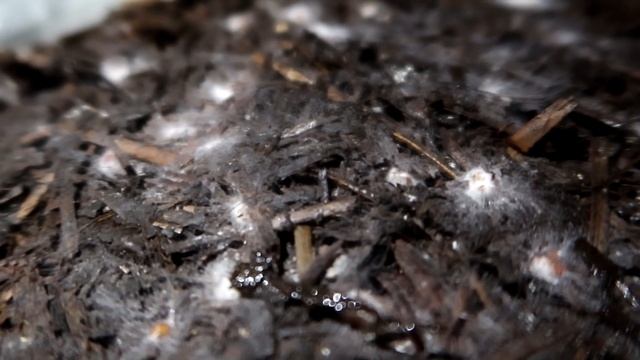 #1 Камера Шампиньонов На 18 и 2 Тонны. Выращивание Грибов В Условиях Пандемии смотреть онлайн