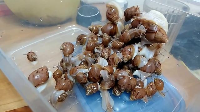 82 улитки в одном видео! / Любимая игра улиток Ахатин. смотреть онлайн