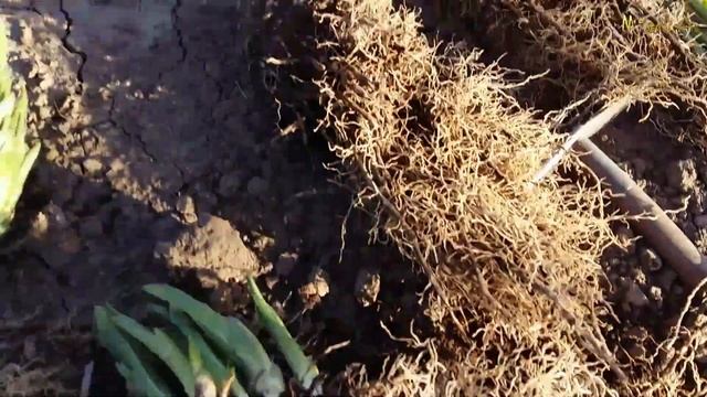 Хоста.Как я рассаживала ХОСТУ.Как делить и пересаживать хосту.Khosta.Многолетники.Уход за хостами. смотреть онлайн