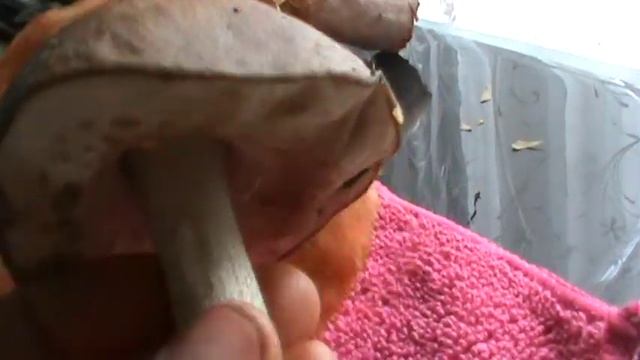 Рыжики и подберёзовики в сентябре смотреть онлайн