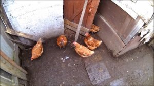 зарубили петуха