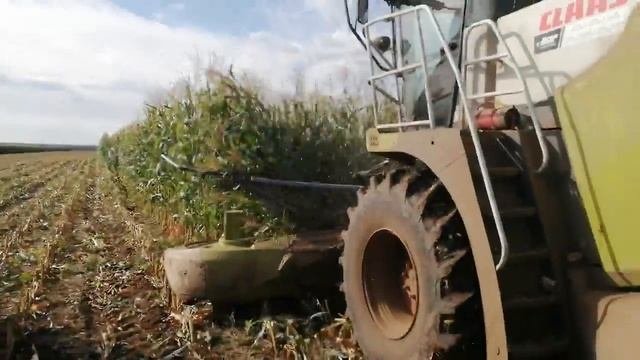 Уборка кукурузы на силос 2021