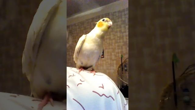 Птица говорун.Корелла говорит и поет???(3,5месяцев) смотреть онлайн