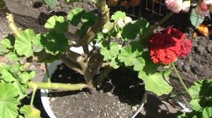 Розебудные пеларгонии летом на улице. Уход за геранью летом