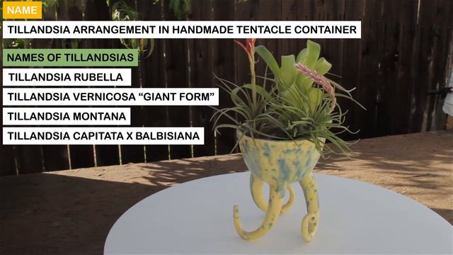Tillandsia Arrangement In Handmade Tentacle Container смотреть онлайн