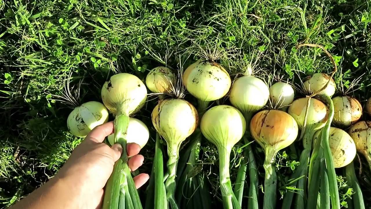 Озимый ЛУК УРОЖАЙ. Когда убирать лук? / Harvesting Winter ONION. When  harvest onions?