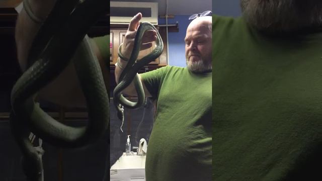 Boiga cyanea (Green cateyed ) snake смотреть онлайн