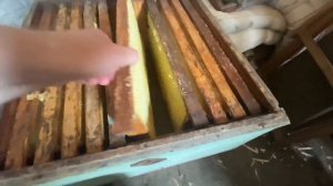 Кто выгнал пчёл из улья?