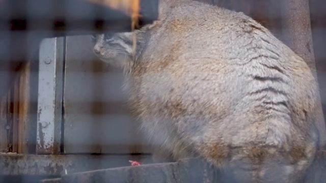 Манул Намика и ее сервировка обеденного стола. Ленинградский зоопарк смотреть онлайн