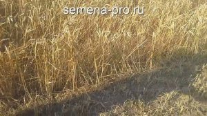 Итоги экстремальных условий озимой пшеницы в Крыму.