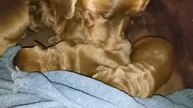 Lisa and puppies Labrador Retriever Chocolate лабрадор ретривер шоколадный щенки