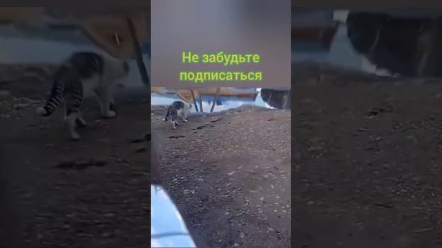 Кот нашёл воду.