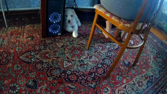 Думали, что пронесет, но нет - Айболит, привет! смотреть онлайн