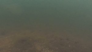 Рыбалка. Реакция рыбы под водой на свет фонаря