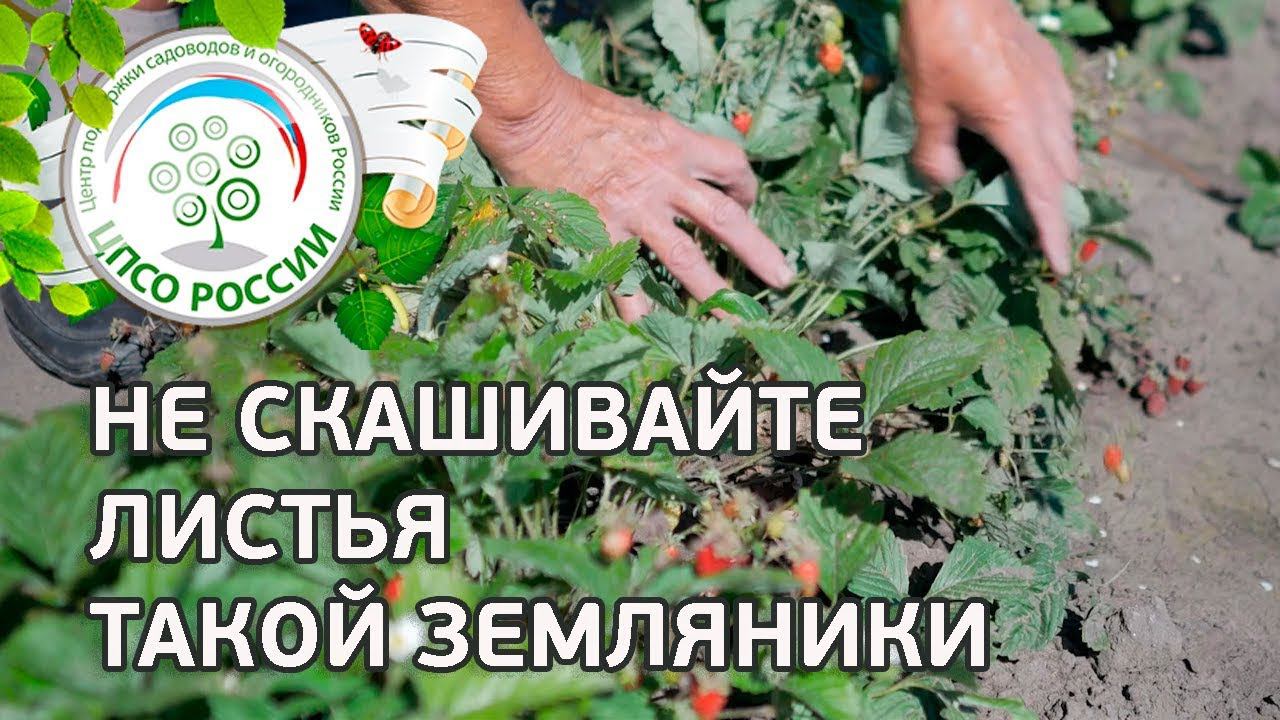 Подкормка ремонтантной земляники. Как ухаживать за ремонтантной земляникой.
