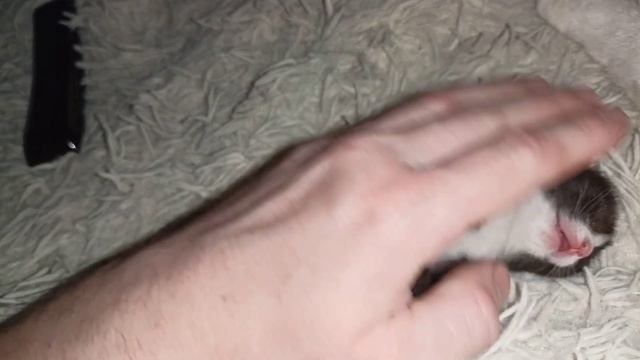 Котенок спит смотреть онлайн