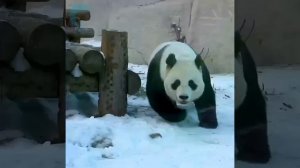 панда из московского зоопарка радуется первому снегу