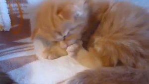 Котята мейн кун.