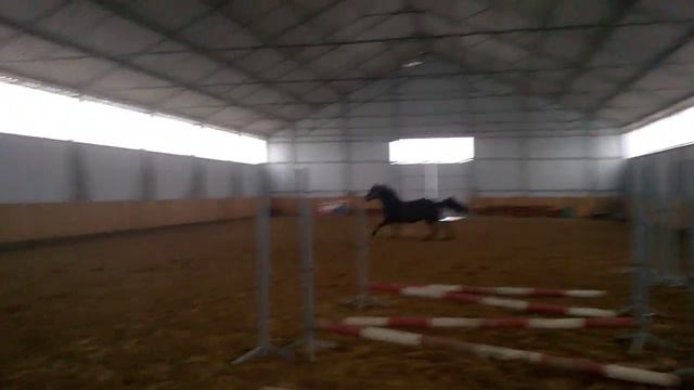 Gardenia zabawa 1 смотреть онлайн