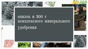 Посадка пихты - как правильно посадить пихту