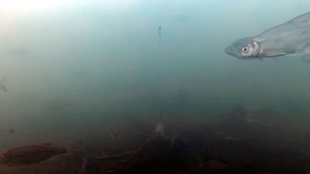 СУДАК НА ЖИВЦА и БАЛАНСИР. СУДАК НА ЖЕРЛИЦЫ. Подводное видео. рыбалка на жерлицы. смотреть онлайн