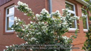 Чубушник шнеештурм — описание, посадка и уход