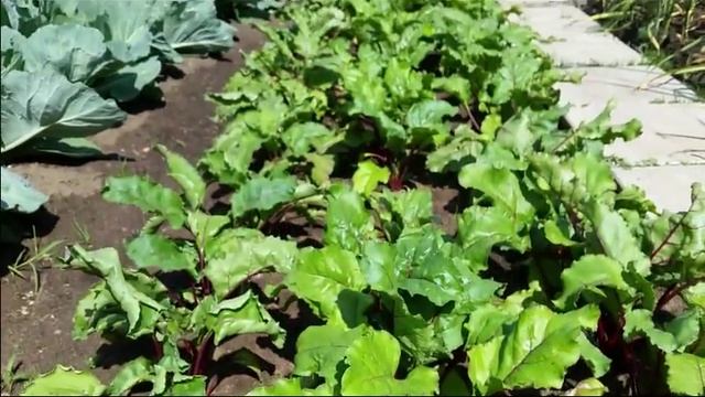 12 Обзор участка в деревне часть 1 смотреть онлайн