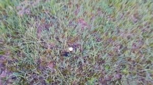 Пчеловодство,вывод маток просто,для начинающих