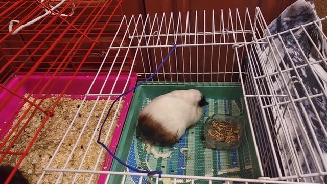 Как морские свинки переносят разлуку с хозяином. смотреть онлайн