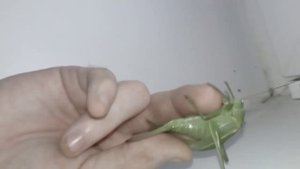 огромный зелёный кузнечик кусаеться больно