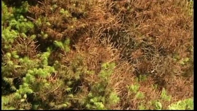 КАК УХАЖИВАТЬ ЗА ХВОЙНЫМИ РАСТЕНИЯМИ? смотреть онлайн