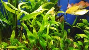 Криптокарина и Валиснерия в одном аквариуме.