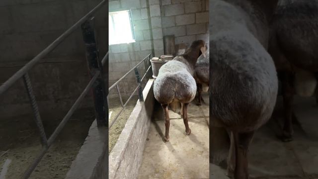 Сын Бульдозера на продажу . Рост-94см внс-153кг.  1год 3 месяца. 77078181470